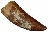 Serrated, Carcharodontosaurus Tooth - Real Dinosaur Tooth #242596-1